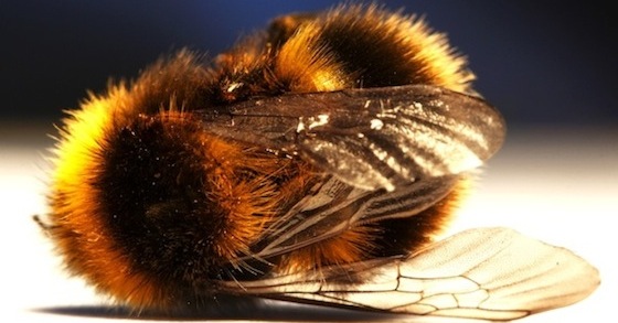 Ne laissez pas Bayer faire annuler l’interdiction des pesticides tueurs d’abeilles